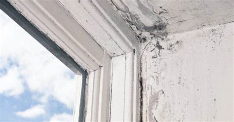 Repairing A Rotted Window Sill What You Need To Know About Rot