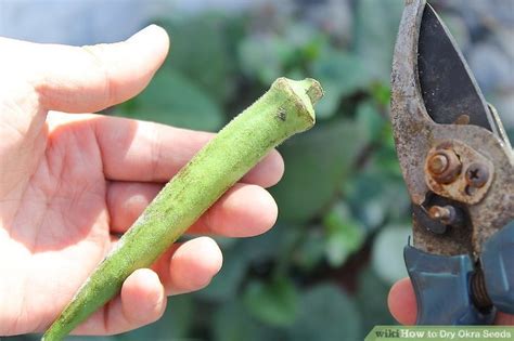 The seeds will shell easily from the pods. How to Dry Okra Seeds: 13 Steps (with Pictures) - wikiHow