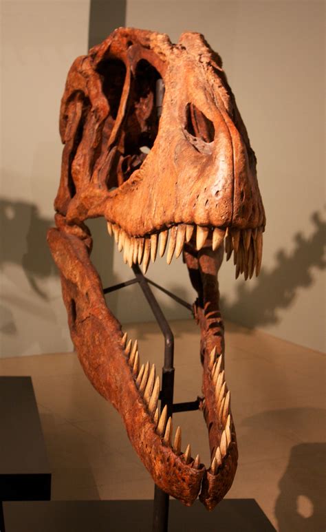 Animaux Préhistoriques Paleontologie Dinosaures Fossiles De
