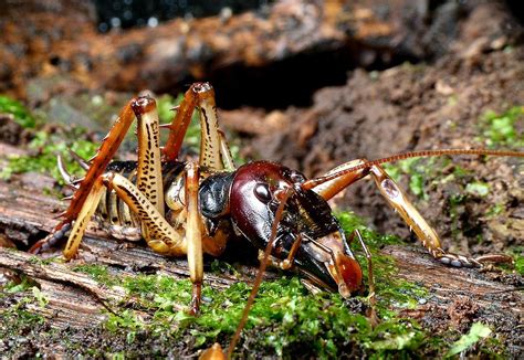 Wellington Tree Weta | New zealand houses, Animals beautiful, Insects