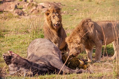 Moritz Stragholz Captures 2 Prowling Lions Attack A Large Buffalo In