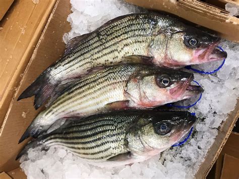 Striped Bass Wild Locals Seafood