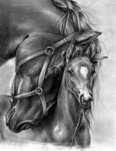 Oh Lil One There Is Much To Teach You Horse Pencil Drawing Pencil