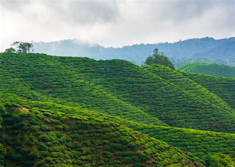 Best Cameron Highlands Images On Pholder Malaysia Earth Porn And