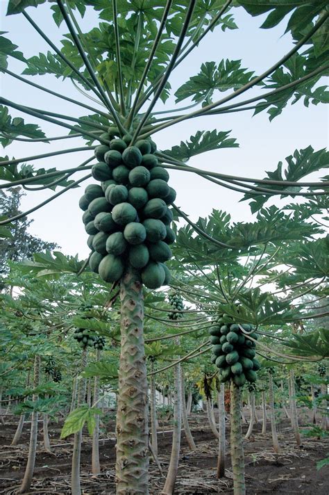Papaya Description Cultivation Uses And Facts Britannica