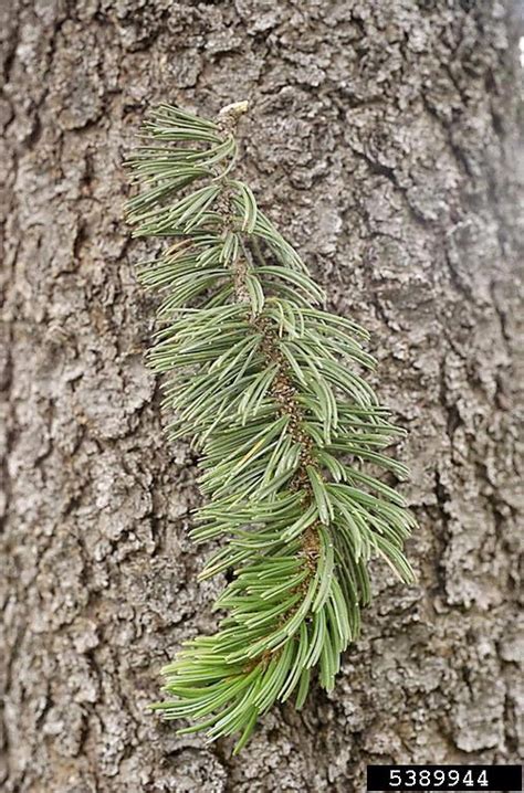 Bristlecone Pine Pinus Aristata North Carolina Extension Gardener