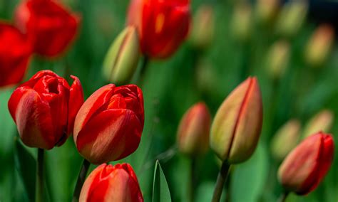 Tulipanes Rojos Significado