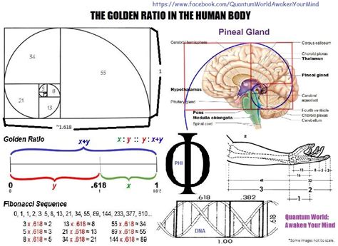 What Is The Golden Ratio