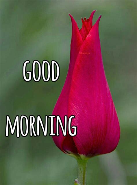 Good Morning Flowers Pictures For Whatsapp Hutomo