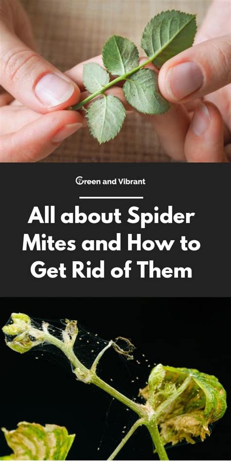 All About Spider Mites And How To Get Rid Of Them Trees Com