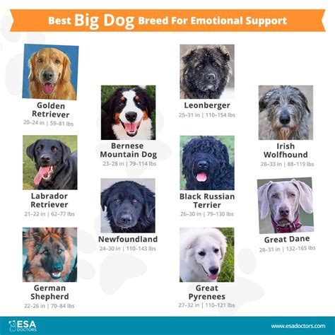 Best Big Dog Breeds For Emotional Support Esa Doctors