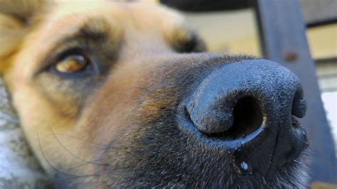 Fotos Gratis Perrito Animal Retrato De Cerca Nariz Hocico