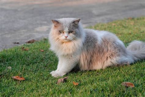 Mengenal Jenis Kucing Persia Dan Tips Aman Merawatnya