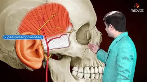 Temporal Fascia Medical Animation Gross Anatomy Of Head And Neck Dr