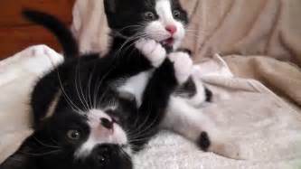 Free Tuxedo Kittens Adorable Tuxedo Cat Cats Tuxedo Cat Kittens
