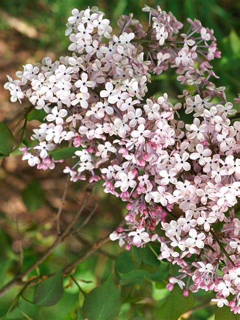The right light spectrum, light intensity and light duration all work together to trigger plant flowering, growth and reproduction. 22 Best Plants for Hedges | Better Homes & Gardens