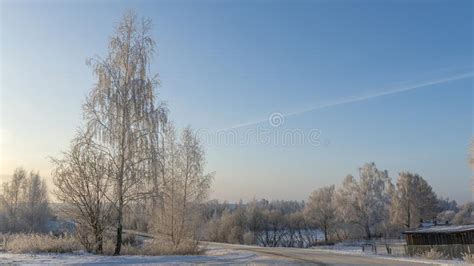 Birch Trees In Hoarfrost In Winter Daytime Snow Covered Field Some