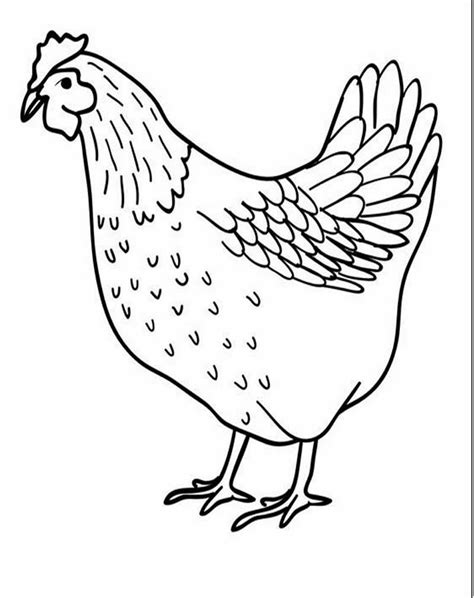 Mewarnai gambar ayam jantan chickens rooster e animals. Sketsa Gambar Ayam Jantan | Sobsketsa