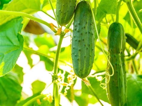 Tips For Growing Cucumbers How To Grow Cucumbers