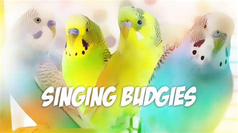 3 Hour Sounds For Lonely Budgies Budgie Singing Flock Youtube