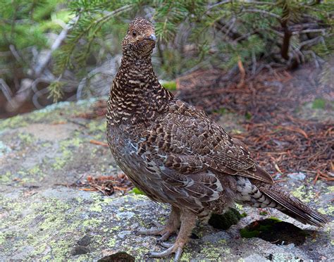 Colorado Blue Grouse Photograph By Jim Garrison