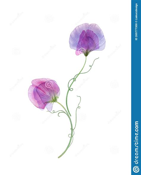 Sweet Pea Flowers Isolated On White Spring Delicate Floral Composition