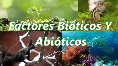 Factores BiÓticos Factores Bioticos Y Abioticos Ecosistemas Tipos