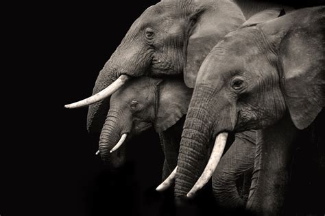 Elephant Pictures Hd Download Free Images And Stock Photos On Unsplash