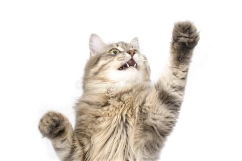 Cat Paw Is Lifted Up Isolated Stock Photo Image Of Gray Cute