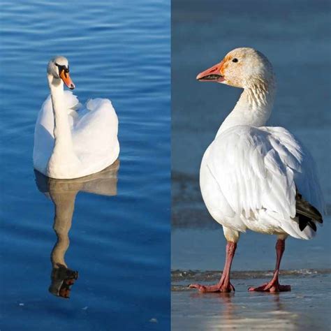 Swan Vs Snow Goose A Guide About Similarities And Differences