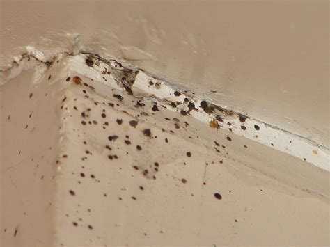 Bed Bug Droppings On Wall Pest Phobia