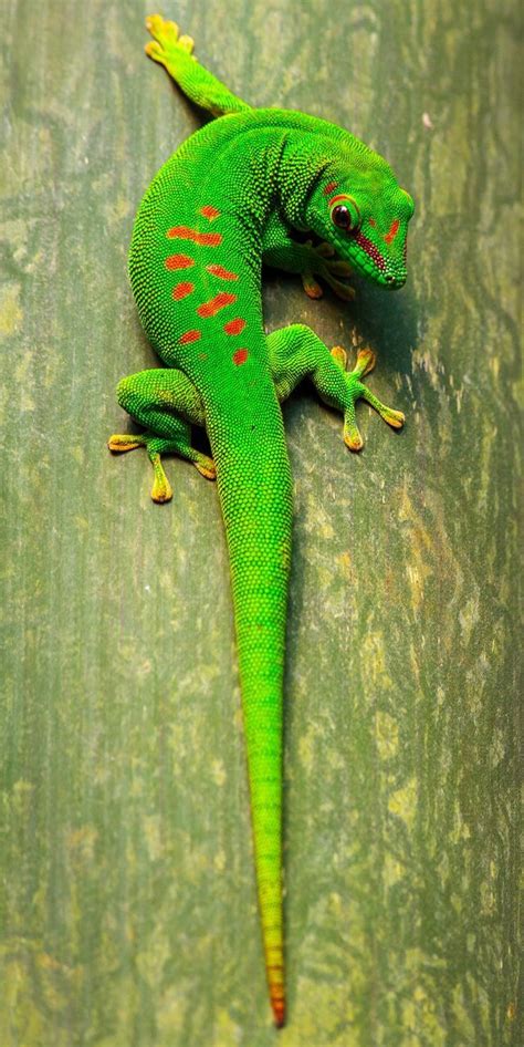 Green Gecko Photo By Tony Fernandez National Geographic Your Shot