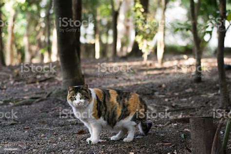 Pregnant Calico Cat In The Forest Stock Photo Download Image Now