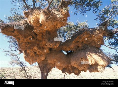 Sociable Weaver Philetairus Socius Colonial Nests Possibly The Biggest
