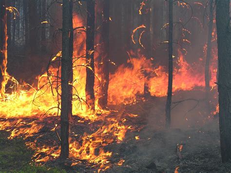 Portugalia Pożary Lasów Opanowane