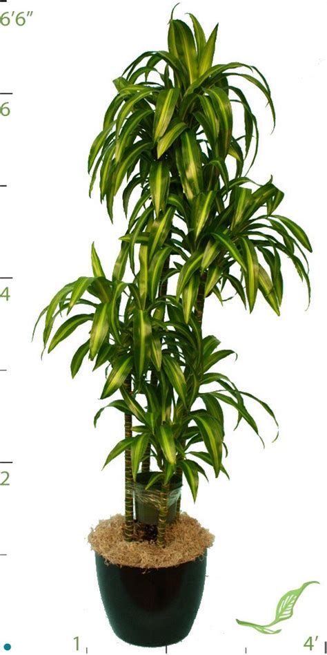 Do not overwater, as it may possibly trigger root rot. How To Care For Your Dracaena (Dragon Tree) Plant. - Musely