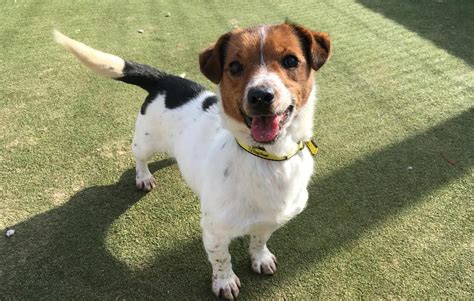 Maisie Is A Terrific 2 Year Old Jack Russell Shes A Little Sweetheart