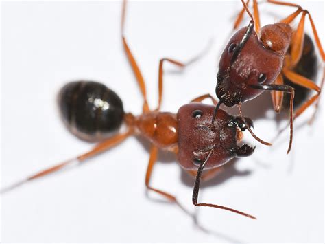 Signs Of Carpenter Ants How To Get Rid Of Carpenter Ants