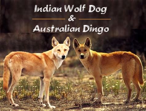 Indian Wolf Dog And Australian Dingo Whats The Relation Hubpages