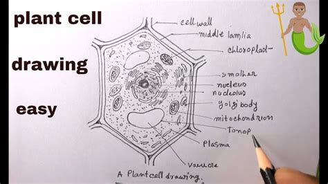 How To Draw Draw A Plant Celldiagram Of Plant Cellplant Cell Drawing