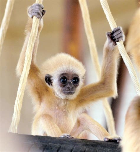 Baby Gibbons Ape From Super Ugly To Super Cute
