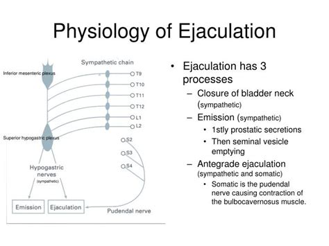 Ppt Urological Anatomy And Physiology Powerpoint Presentation Id538264