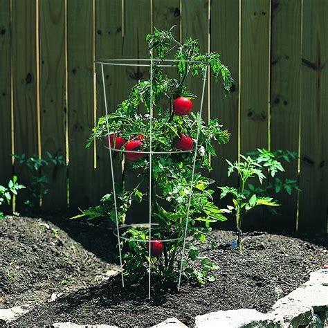 If you plan to grow tomatoes in a container, you should pick out some excellent dwarf varieties which won't grow more than 8 inches (20 cm) high. How to Plant Tomatoes in Your Backyard: A Step by Step Guide