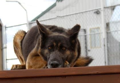 If you do not have experience working with dogs, enroll in obedience. I found Azura on | German shepherd dogs, Pets, Dogs