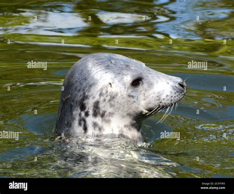 Snout Of A Common Seal Phoca Vitulina Linnaeus In The Zoo Of Skansen