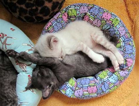 Cat Tiny Bed Kitten Sleeping Snuggling Foster Kittens Cats And Kittens