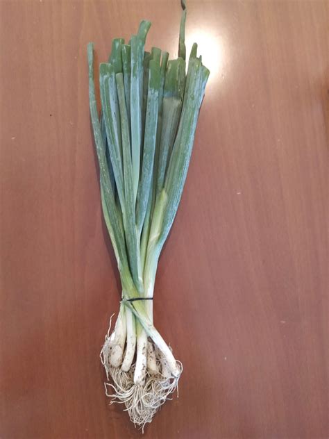 How to grow green onions from cuttings