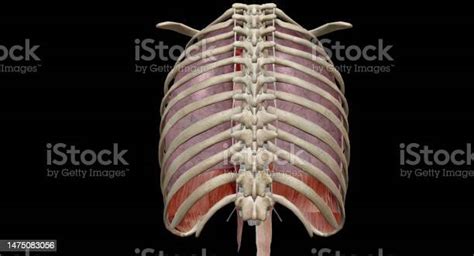 Your Thoracic Cavity Is A Space In Your Chest That Contains Organs