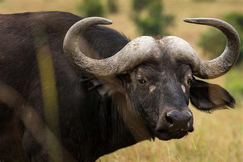 Interesting Facts About African Buffalo Just Fun Facts Gambaran