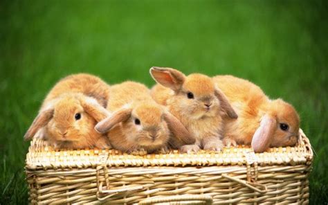 10 Interesting Bunny Facts My Interesting Facts
